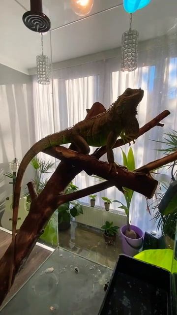 #iguana #игуана #рептилии #рептилия #экзотика #ящерицы #shortvideo #shortsvideo #shorts #shortsfeed смотреть онлайн
