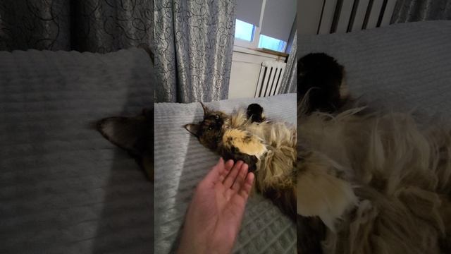 СКАЖИ Муррр смотреть онлайн