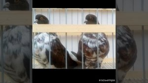 Выставка голубей в Мелитополе