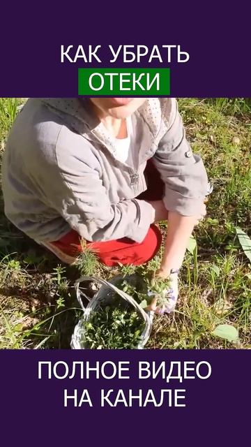 МЕДУНИЦА СЕКРЕТ ЧИСТОЙ ЛИМФЫ И ЗДОРОВОГО ЖЕЛЕЗА! #shotrs #медуница #фитотерапия #травы смотреть онлайн