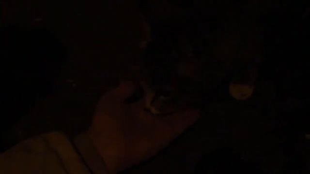 Меня любят кошки)) смотреть онлайн
