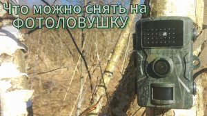 КАК СНИМАЕТ КИТАЙСКАЯ  ФОТОЛОВУШКА ЗА 1500 РУБЛЕЙ / ОБЗОР НА ПРАКТИКЕ