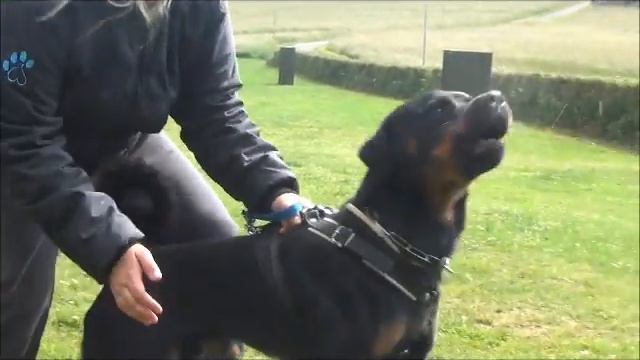 Greif Nivanus 14 months obedience/protection work смотреть онлайн