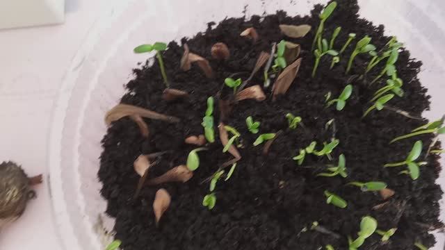 Как просто собрать и сохранить семена цветов. Всхожесть отличная! Много лет только так поступаю смотреть онлайн