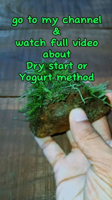 How to grow java moss on stones/driftwoods #Dry start#Yogurt method#short#shorts#shortvideo#aquariu смотреть онлайн