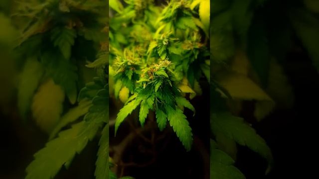 northern lights #5 CFL смотреть онлайн