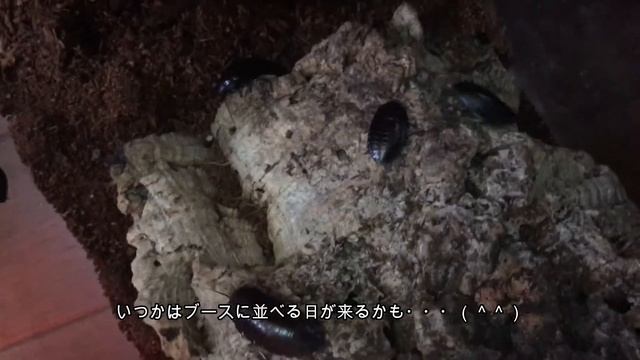 【イベント】6/10 BlackOut東京お迎え報告！【爬虫類】 смотреть онлайн