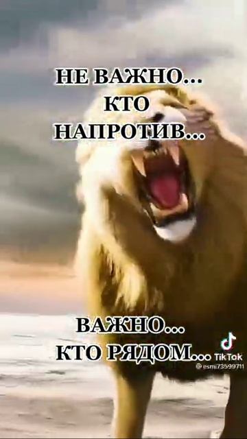 волк лев пантера и тигер #shorts #хочуврек #тикток ✊😎 дикая львица #дикаяльвица смотреть онлайн