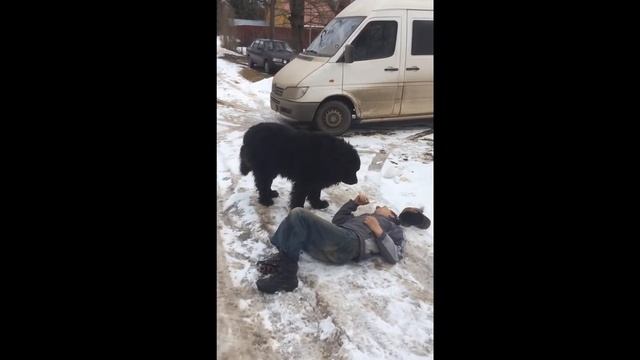 Аристократ граф Лев Николаевич Толстой выгуливает своего пса Багратиона.) смотреть онлайн