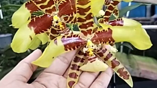 Rossioglossum Rawdon Jester 'Great Bee'