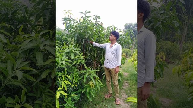 rais ahmad nursary up lucknow mango guava all beraitee availble plant 8090148371 смотреть онлайн