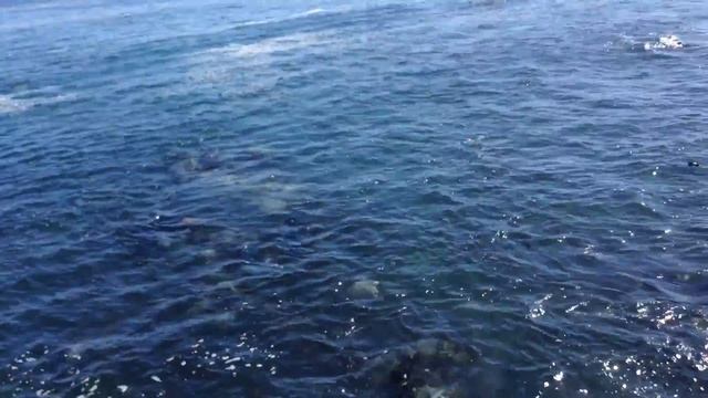 Monterey bay aquarium смотреть онлайн
