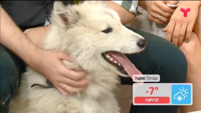 БЕЛЫЙ И ПУШИСТЫЙ ИЩЕТ ДОМ - «Утро с Вами» 03.12.2019 смотреть онлайн
