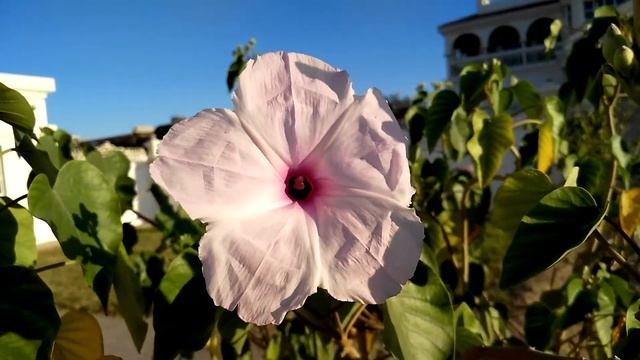 Ipomoea Carnea, The Pink Morning Glory 1 (21 November 2017)