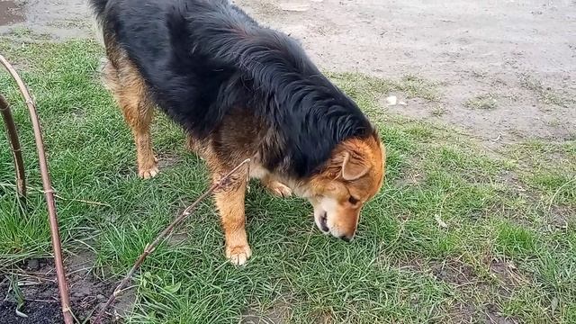 Муха прибежала подкрепиться смотреть онлайн