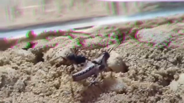 Клип - муравьи Harpegnathos Venator #music #экшен