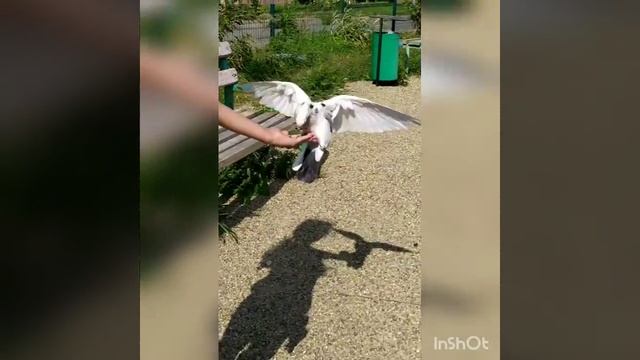 Xopoшая гуля!☺️ смотреть онлайн