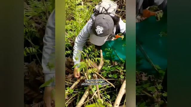 Vegetable fern(Diplazium Esculentum)"PAKO"_maputik o malayo man ang daanan pupuntahan_"girls vibes" смотреть онлайн