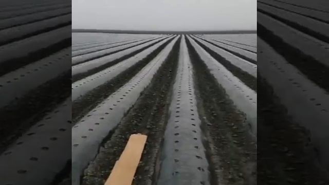 ЧЁРНОЕ МОРЕ. БЕЗКРАЙНИЕ ПОЛЯ. РАБОТА ТРАКТОРА С ПЛЕНОУКЛАДЧИКОМ. смотреть онлайн