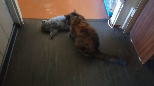 кошка-старшая сестра заботится о малыше