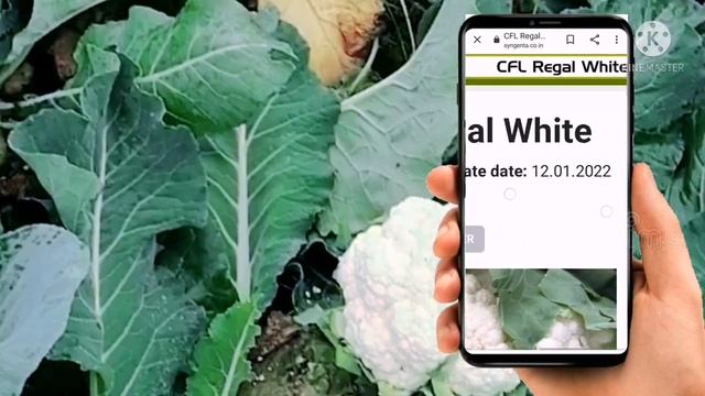 Syngenta New cauliflower verayti 2022||syngenta कि न्यू वैराइटी CFL Regal White कब लगाया जाता है|| смотреть онлайн
