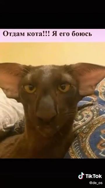 ОТДАМ КОТА Я ЕГО БОЮСЬ 😂 смотреть онлайн