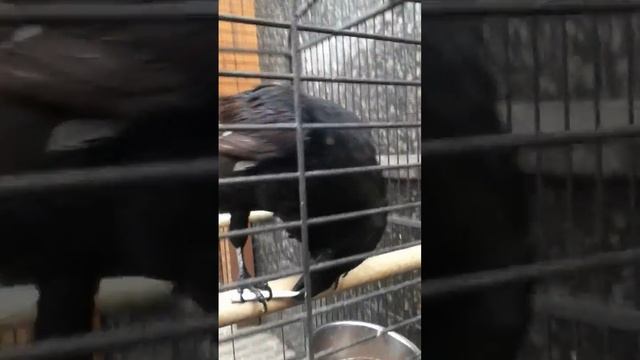 Ворон дебил