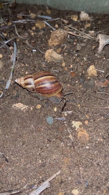 Giant snails! 🐌 👀 #shorts смотреть онлайн