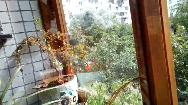 Ахриневшие голуби съели мои семечки!) смотреть онлайн