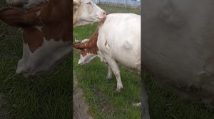 Как определить охоту у коровы//Счастливая жизнь коров//