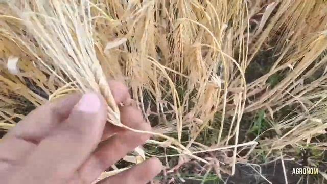 Уборка ячменя 2020,дожди,но уже поздно... смотреть онлайн