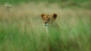 Nat Geo Wild.Дикие охотники. Кошки.