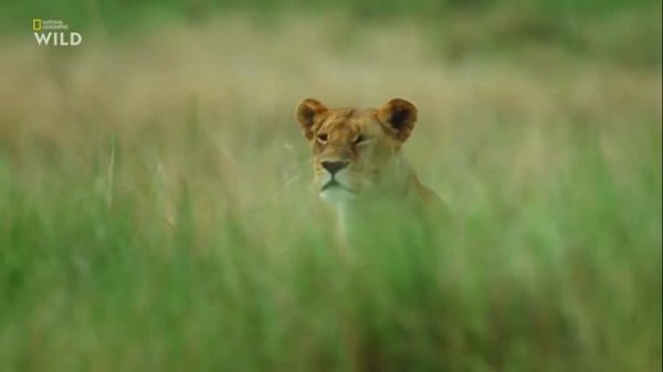 Nat Geo Wild.Дикие охотники. Кошки.
