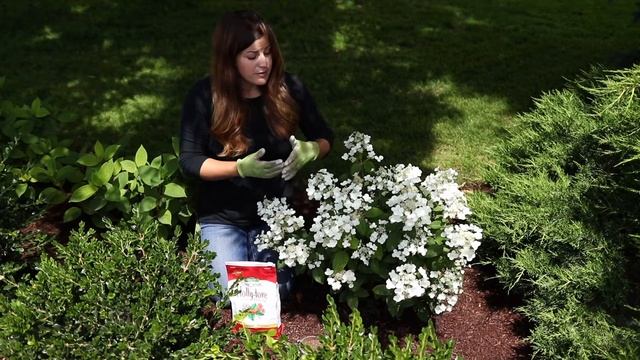 How to Feed Acid-Loving Plants with Holly-Tone 🪷// Garden Answer смотреть онлайн