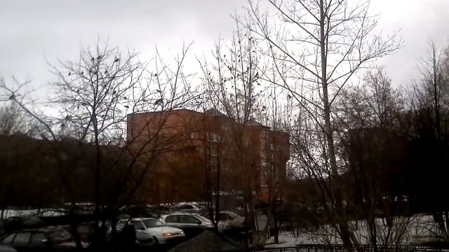 Огромная стая свиристелей у центральной больницы Миасса. смотреть онлайн