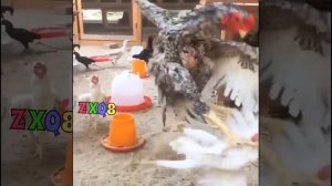 Петух жестко бьёт курицу(1)
