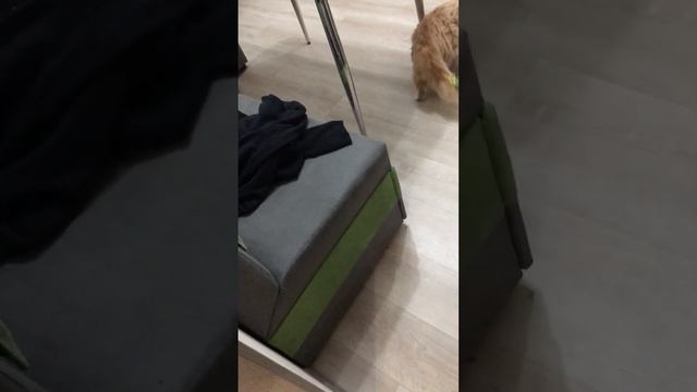 Кот гугинот азазаза смотреть всем смотреть онлайн