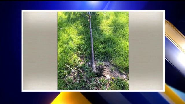 Vandals uproot trees at Newton Falls park смотреть онлайн