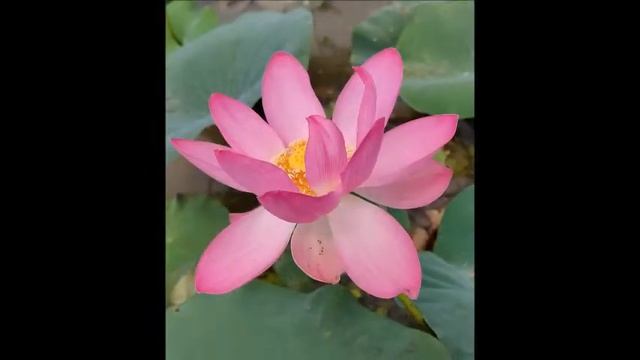 Фотодрузья 21 неделя смотреть онлайн