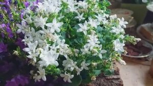 Комнатные_Растения_В_Апреле 2025. Рената Смирнова