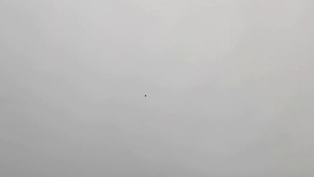 Голуби СВГ Сергиенко Д.С. 08.02.2021 смотреть онлайн