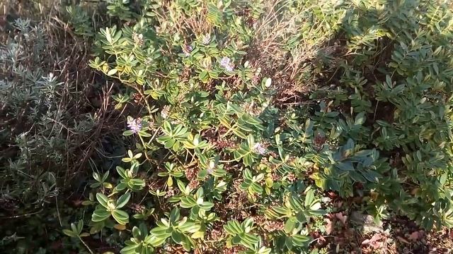 Hebe смотреть онлайн