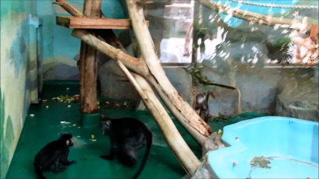 Яванские лангуры и подросший малыш (ч.1). 19.03.19 г. смотреть онлайн