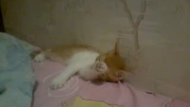 ♡♥МОЙ НОВЫЙ ПИТОМЕЦ♥♡ смотреть онлайн