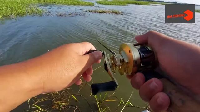 peacock bass timah tasoh perlis смотреть онлайн