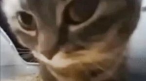 ПЕСНЯ ЧИПИ ЧИПИ ЧАПА ЧАПА НА АНГЛИЙСКОМ. 😎🤪