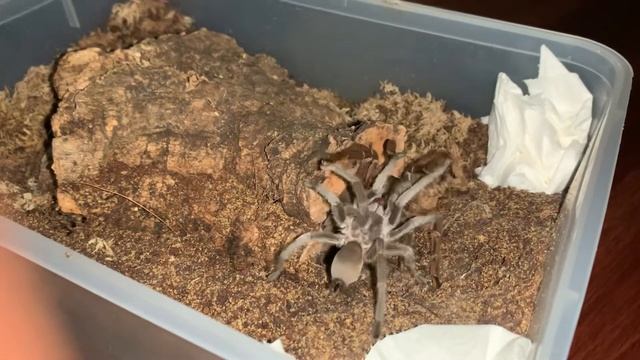 Tarantula Boy - Selenotholus Kotzman Female 2 , second pairing смотреть онлайн
