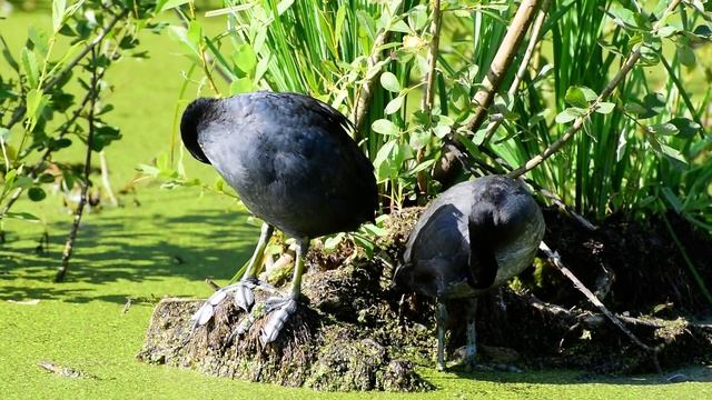 Лысуха смотреть онлайн