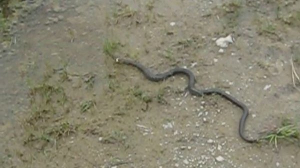 Огромная Змея