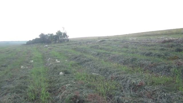 Ездили глянуть на сено, по пути засняли сурков. смотреть онлайн